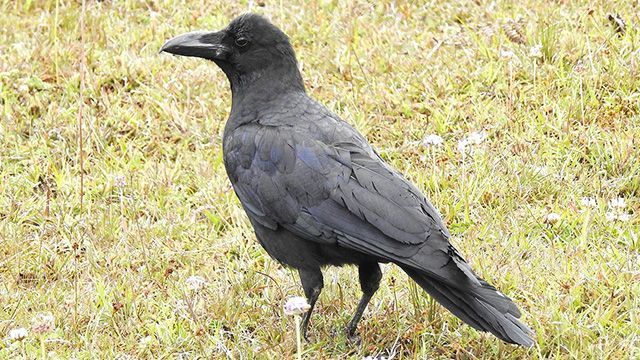 Fakta Menarik tentang Anak Burung Gagak, Warna Matanya Bisa Berubah