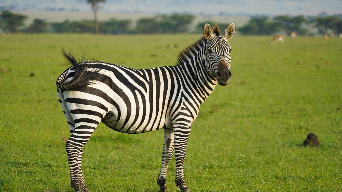 Ini Alasan Zebra Punya Corak Warna Belang Hitam-Putih, Salah Satunya Melindungi dari Gigitan Lalat