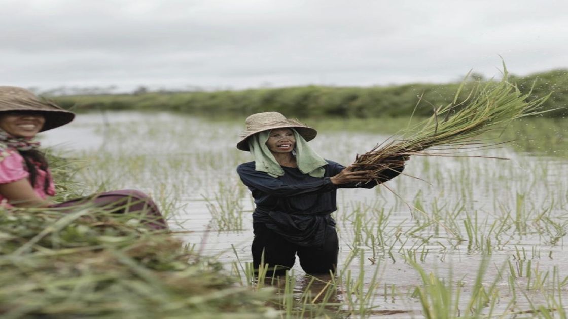 Alokasi Pupuk Subsidi Naik 100 %, Petani di Papua Selatan Siap Tingkatkan Produktivitas