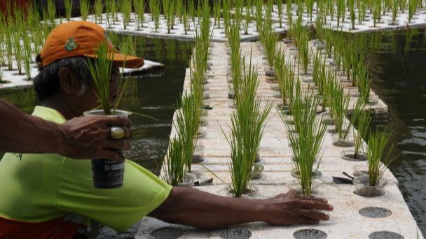 FOTO: Kreativitas Petugas UPS Badan Air Dinas Lingkungan Hidup Jakarta Mengubah Waduk Elok Menjadi Sawah Apung