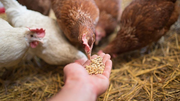 Jenis Makanan Ayam yang Sehat dan Penuhi Nutrisi