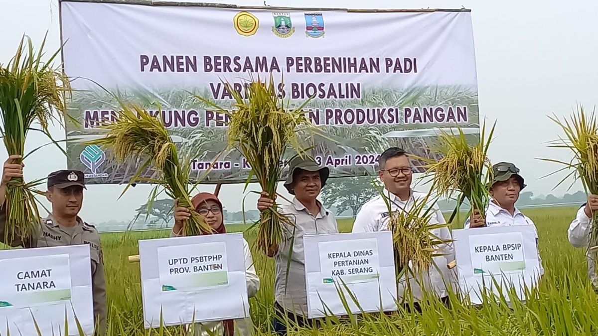 Kementan dan Provinsi Banten Kembangkan Padi Varietas Biosalin untuk Wilayah Pesisir