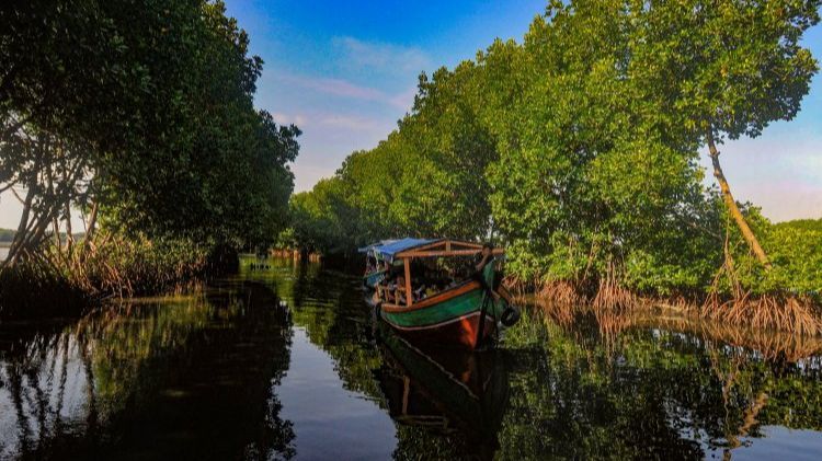 FOTO: Destinasi Wisata Mangrove di Sunge Jingkem Bisa Jadi Pilihan Mengisi Libur Lebaran, Keindahan Alamnya Bisa Bikin Mata Susah Berkedip