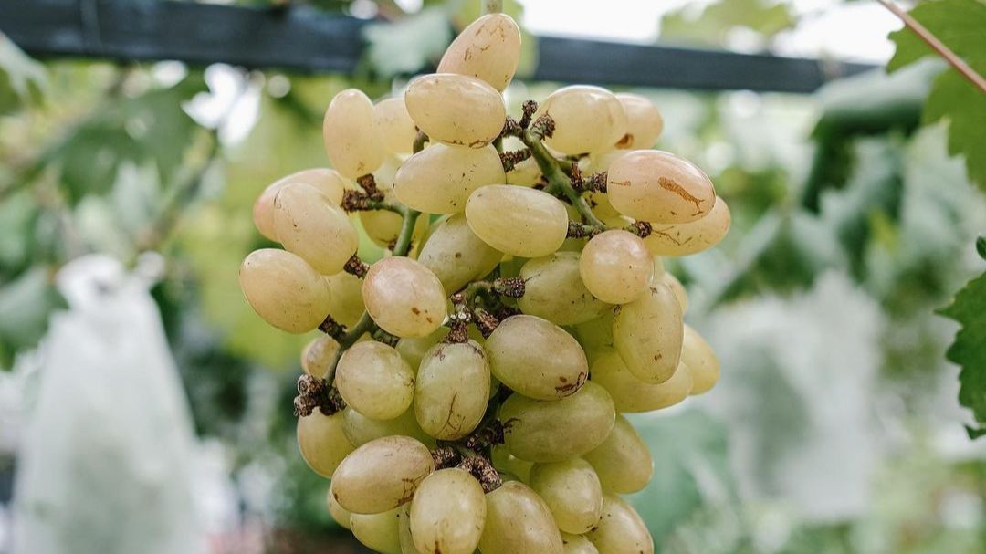 Cukup dengan 1 Bahan Dapur, Begini Cara Bersihkan Kandungan Lilin pada Buah Anggur