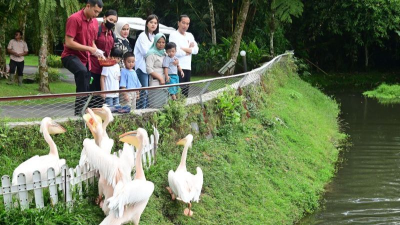 Presiden Jokowi Ajak Cucu Berwiisata di Sibolangit, Sedah Mirah Elus Punggung Buaya