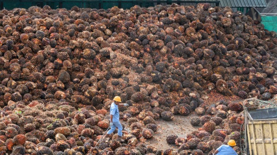 Kementan Buka Beasiswa untuk 3000 Orang di Bidang Kelapa Sawit