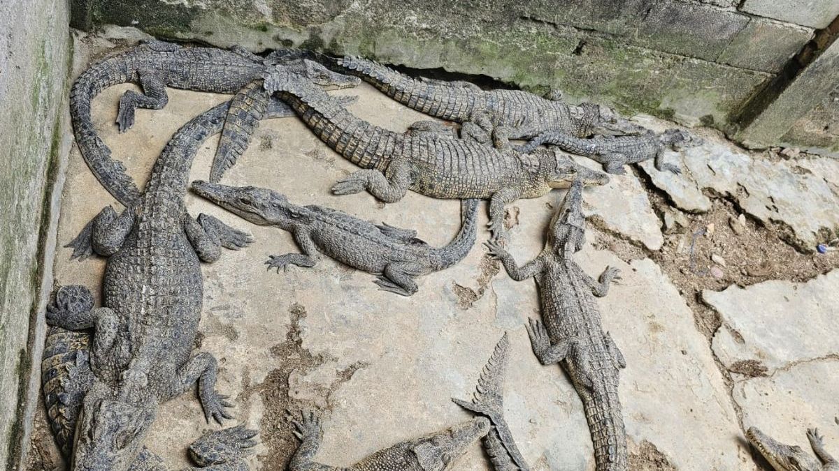 Sedang Cari Ikan, Warga Mukomuko Tewas Diserang Buaya