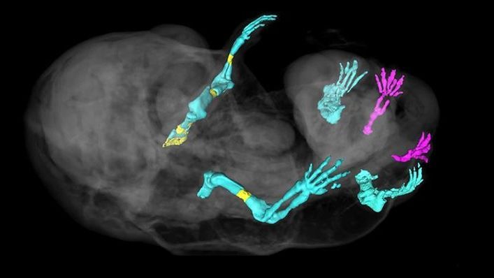 Ilmuwan Berhasil Bikin Eksperimen Genetik, Tikus Bisa Punya Kaki Tambahan di Bagian Kelamin