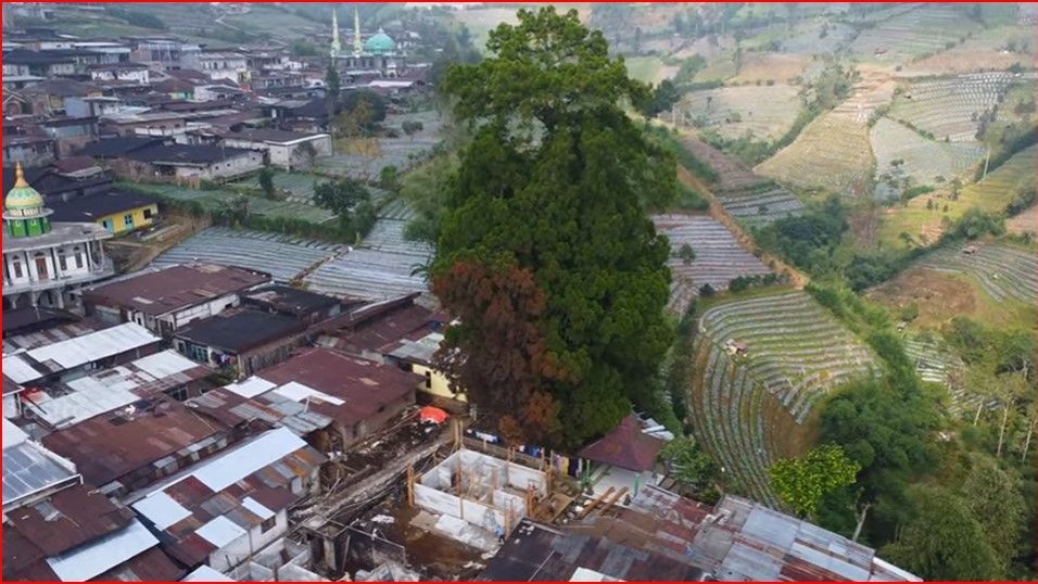 Pohon Cemara di Temanggung Ini Usianya Mencapai 500 Tahun, Jadi Cikal Bakal Terbentuknya Sebuah Desa