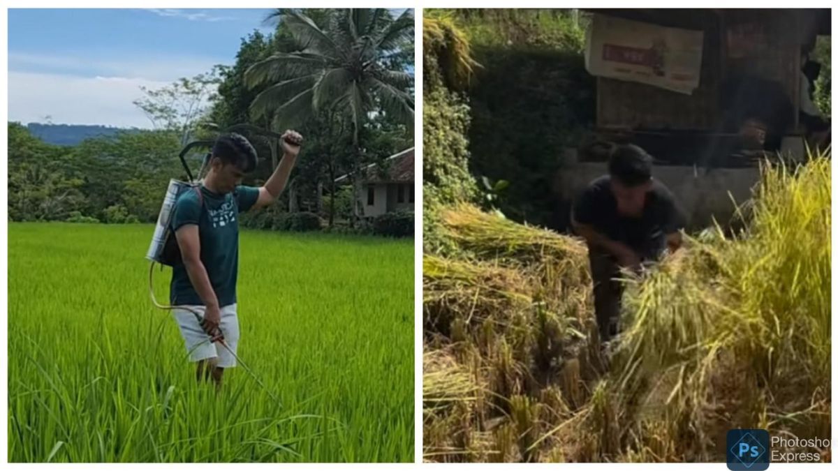 Momen Ayah Lesti Kejora Panen Padi di Kampung, Turun Langsung ke Sawah jadi Sorotan