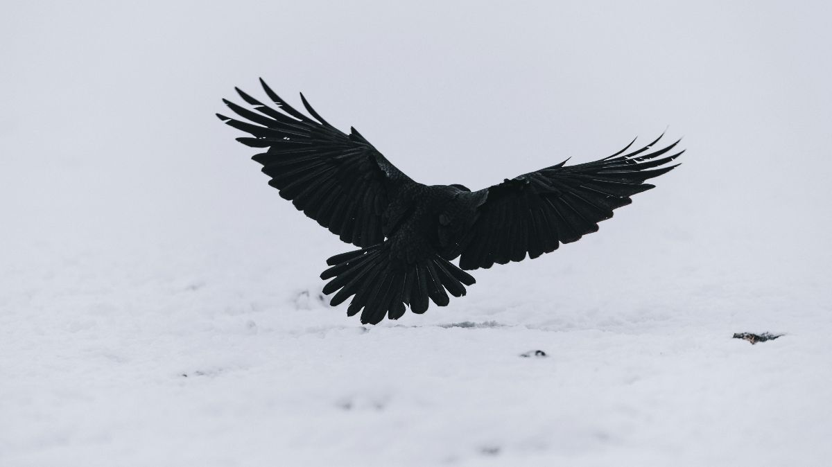 Mitos Burung Gagak, Dipercaya Sebagai Pertanda Buruk