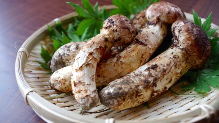 Jamur Matsutake, Kini Menjadi Jamur Termahal di Dunia