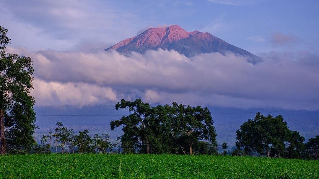 4 Kebun Teh Indah di Sumatra Barat, Ada yang Menjadi Produsen Teh Terbesar Hingga Spot Agrowisata