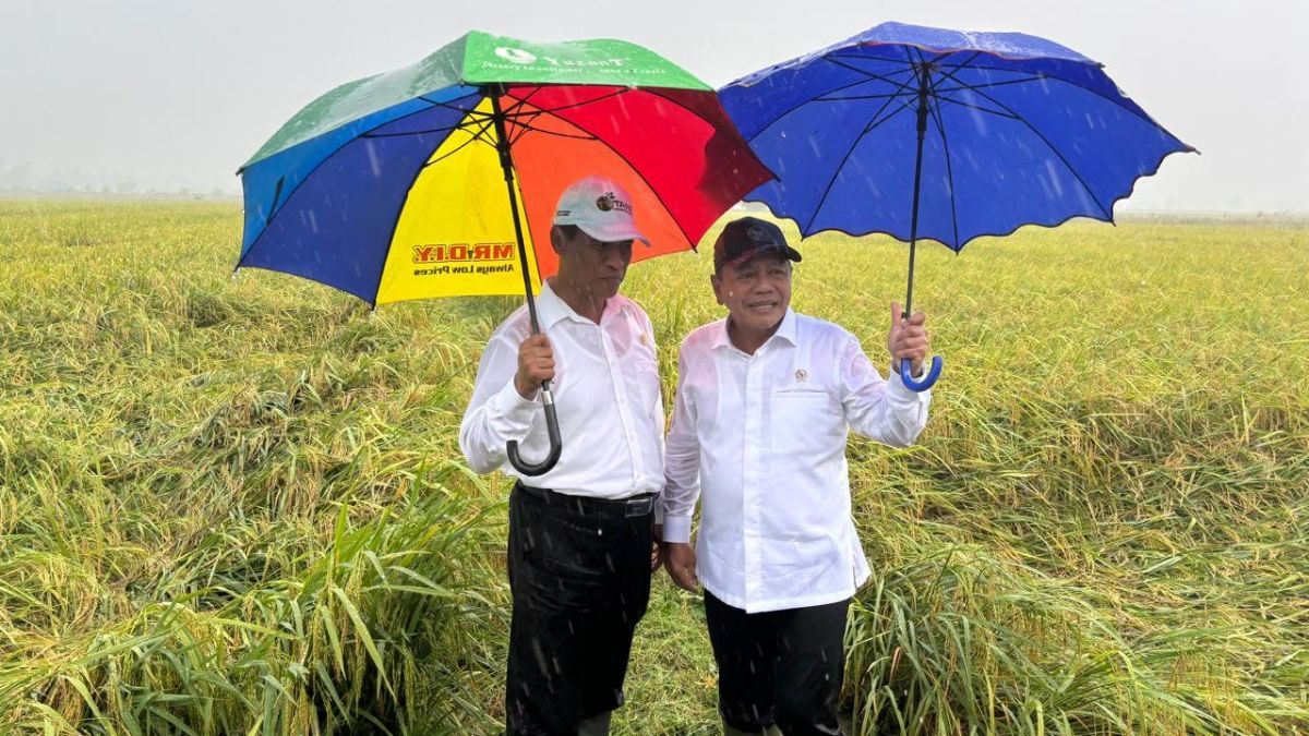 Wamenhan M Herindra Tinjau Panen Raya Food Estate di Papua Selatan