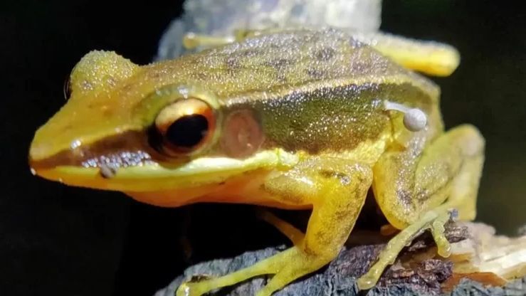 Aneh, Tubuh Katak Ini Tumbuh Tunas Jamur Sampai Ilmuwan Dibuat Bingung