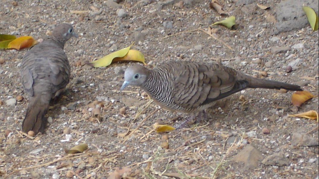 Mitos Burung Perkutut, Bisa Jadi Pertanda Baik dan Buruk