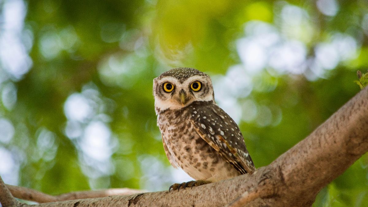 8 Mitos Burung Hantu, Salah Satunya Diyakini Jadi Perantara Dunia yang Tak Terlihat