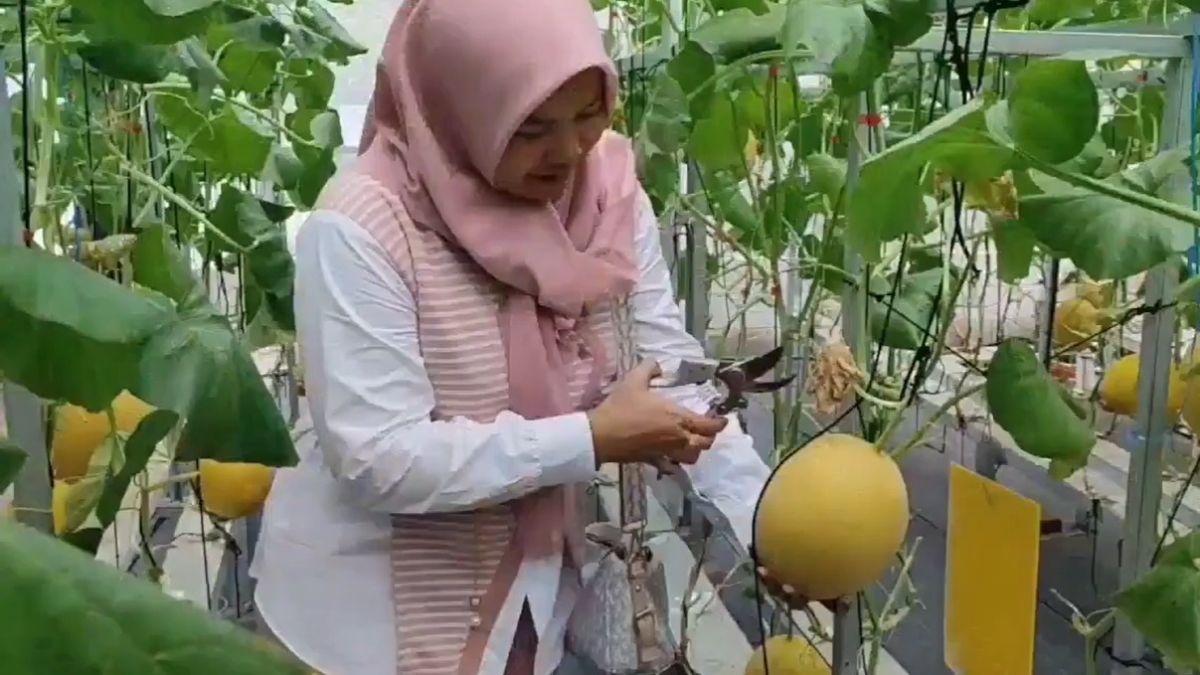 Petani Melon di Pangandaran Izinkan Warga Ngabuburit di Kebunnya, Bisa Petik Buah Sendiri dengan Harga Terjangkau