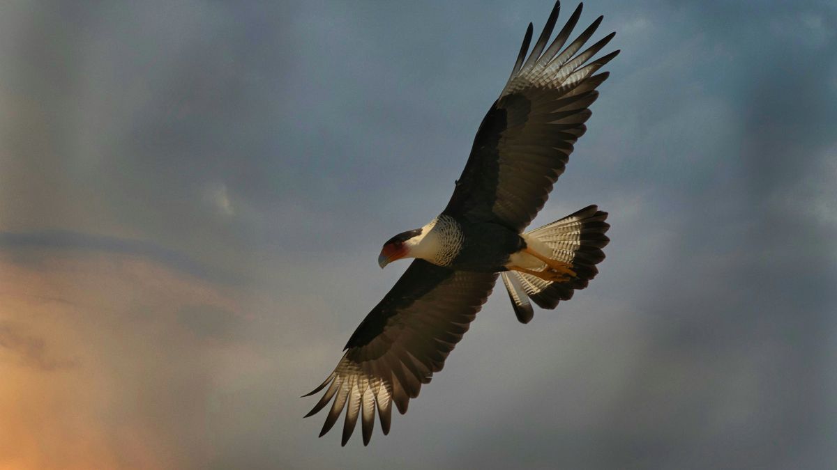 Burung Ini Bisa Terbang 