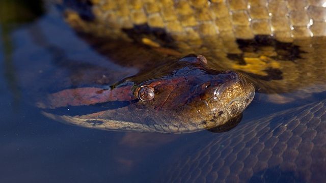 Terungkap Ular Raksasa yang Berkeliaran di Hutan India, Mirip Anakonda tapi Lebih Besar dari Titanoboa