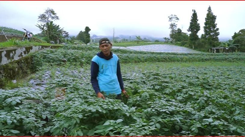 Sempat Merantau ke Jakarta untuk Mengadu Nasib, Ini Kisah Sukses Petani Lereng Sumbing