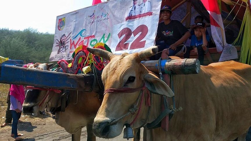 Keseruan Parade Pegon, Arak-Arakan Warga Jember Naik Cikar Sapi Lalu Makan Ketupat di Tepi Pantai