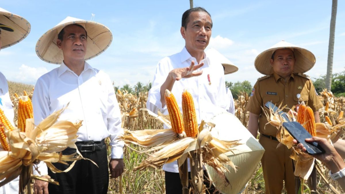 Presiden: Harga Jagung dan Gabah Turun Berarti Produksi Melimpah