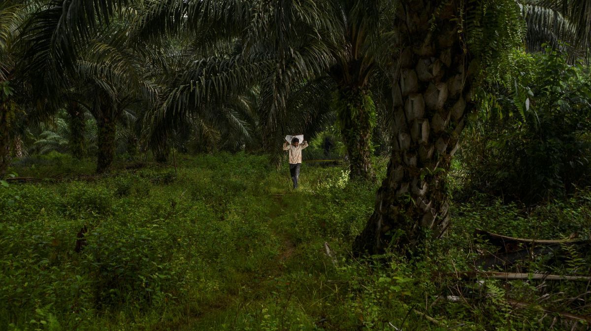 Kebun Sawit Terluas di Dunia Ternyata Ada di Indonesia, Ini Dia Perusahaan Pengelolanya