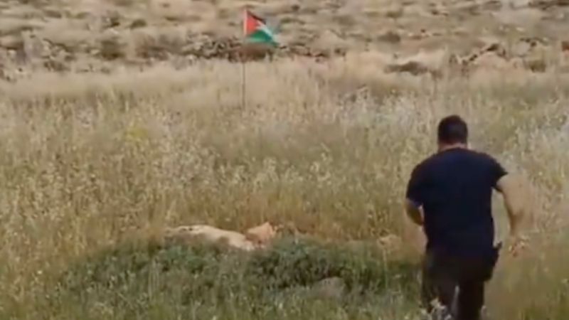 Saking Bencinya Sampai Tendang Bendera Palestina, Pria Israel ini Langsung Kena Karma