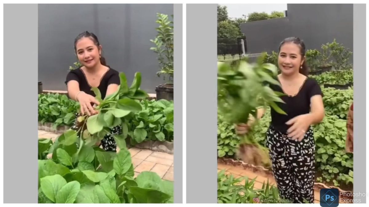 Serunya Prilly Latuconsina Panen Sayuran di Samping Rumah, Bareng Angga Yunanda dan Shenina Cinnamon