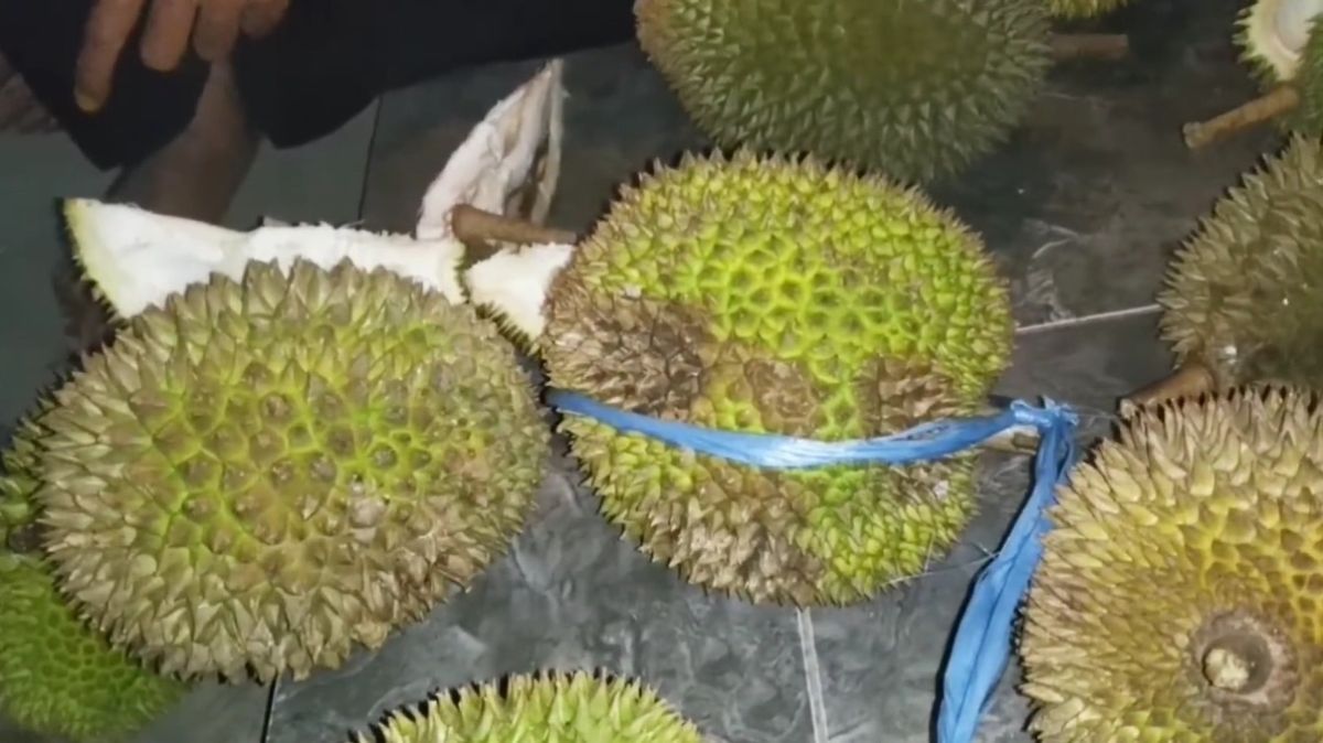 Istimewanya Durian Si Layung, Manis Legit dari Tasikmalaya yang Bikin Penikmatnya Terlena