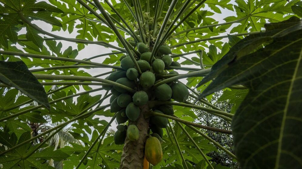 Pepaya Tumbuh Subur di Desa, Ibu Ini Berinisiatif Mengolahnya Jadi Produk Bernilai Ekonomi