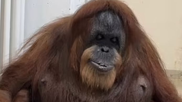 Mirip Manusia, Orang Utan Tertua di Dunia Ini Mulai Ompong, Makannya Bubur Lembut