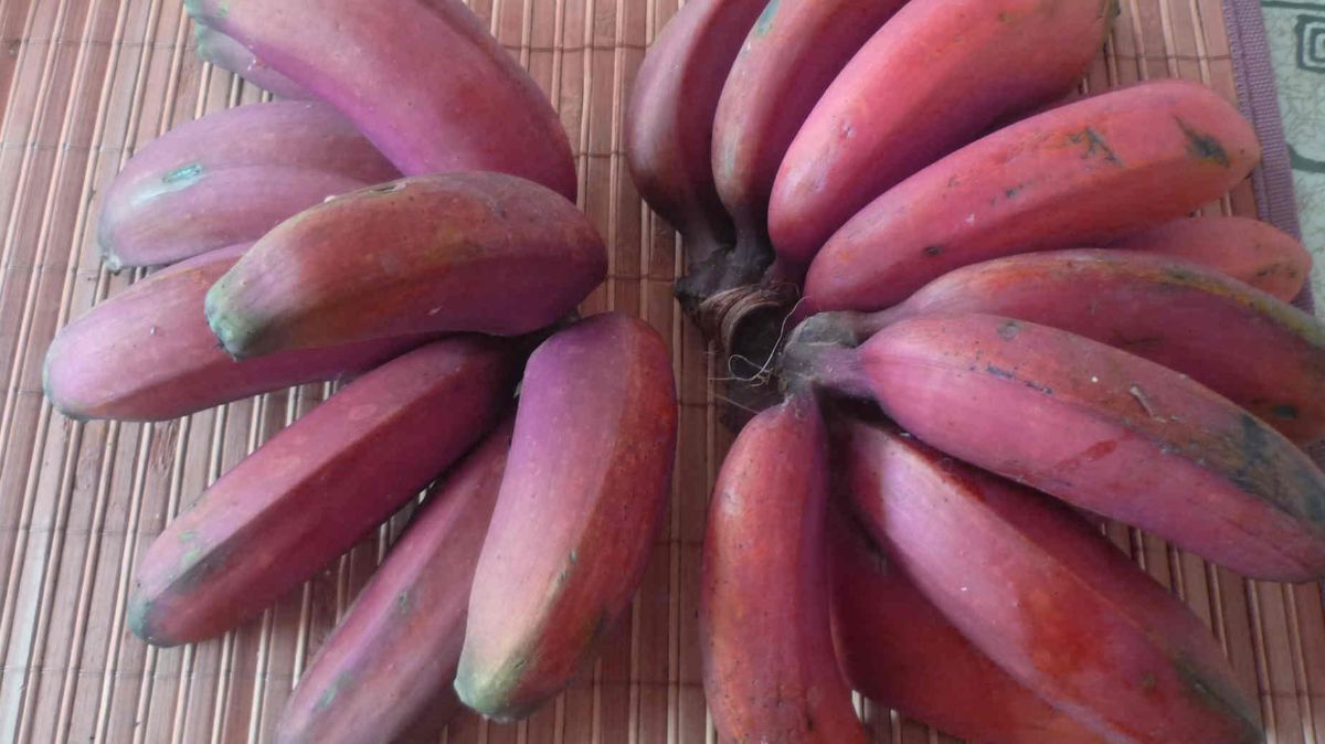 5 Mitos Pisang Merah di Indonesia, Bisa Jadi Pertanda Baik dan Buruk