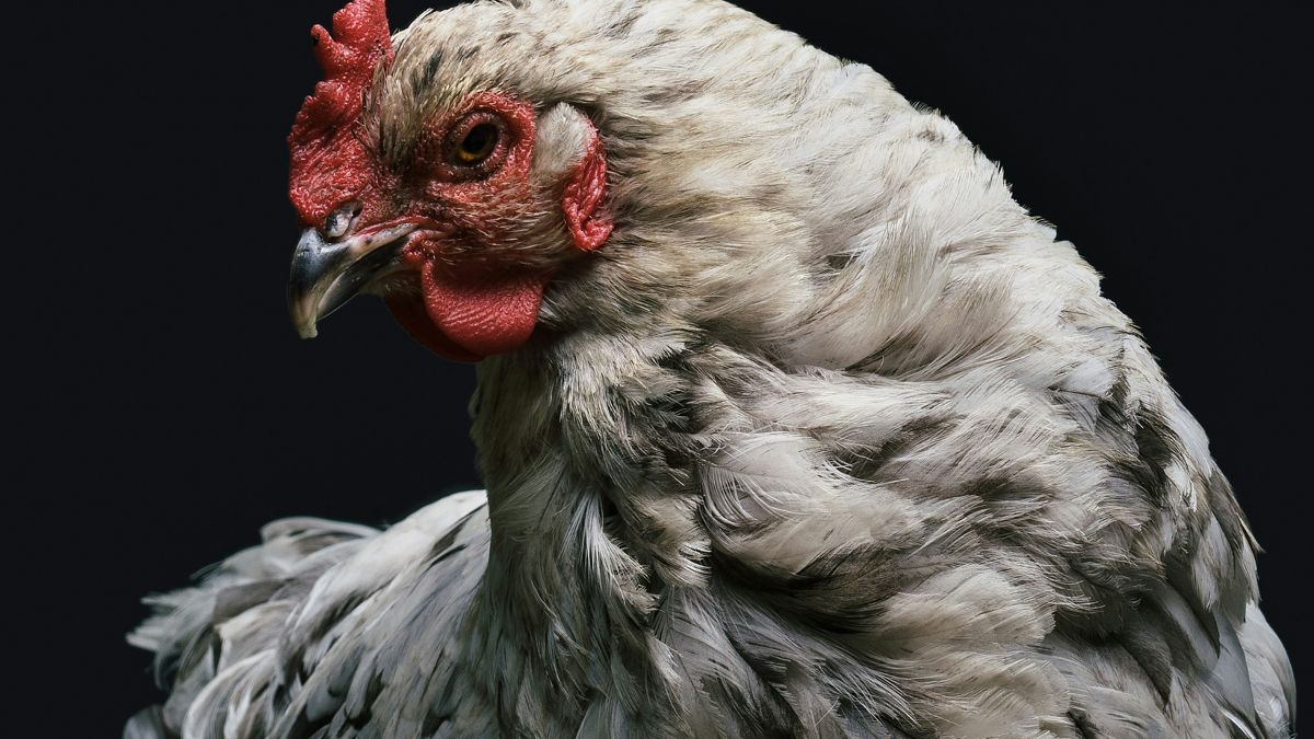 Wajah Ayam Ternyata juga Bisa Berubah Warna saat Marah, Ini Buktinya