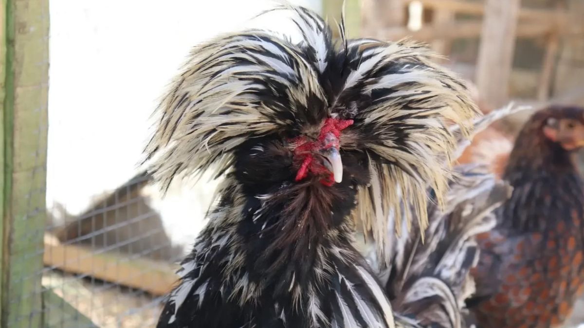 Kisah Pria Sidoarjo Budi Daya Ayam Polandia, Setiap Hari Mandikan Ayam hingga Keringkan Bulunya Pakai Hair Dryer