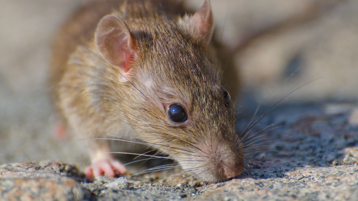 8 Bahan Sederhana dan Alami yang Bisa Langsung Usir Tikus, Kecoak dan Semut dari Rumah