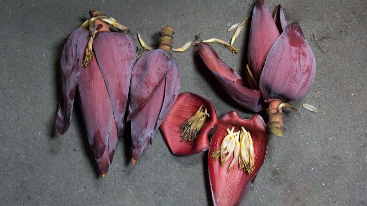 Mitos Makan Jantung Pisang, Perlindungan Sihir hingga Badai