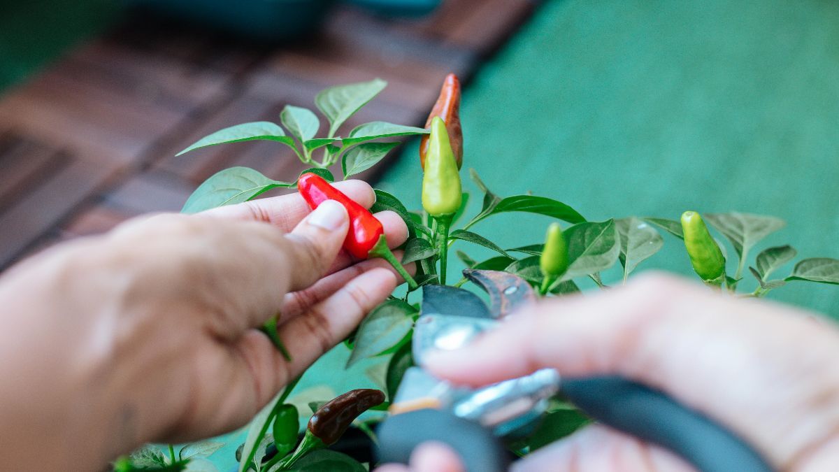 5 Mitos Menanam Cabe di Depan Rumah Menurut Primbon Jawa