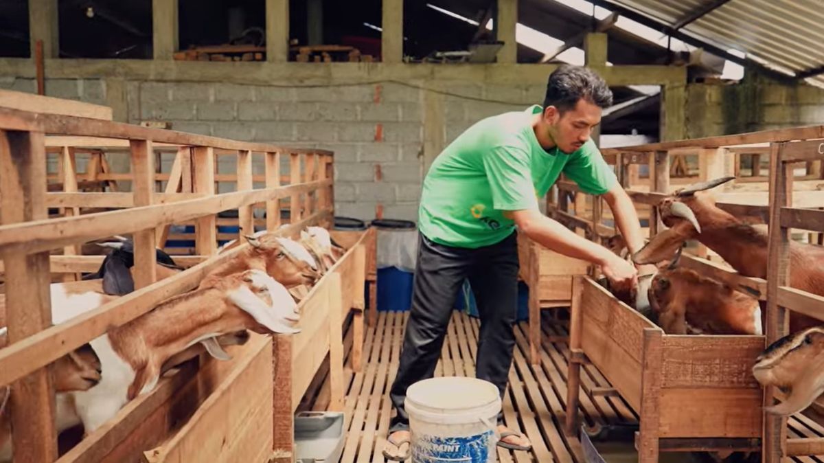 Pemuda Tulungagung Bagikan Tips Budidaya Kambing, Modal 2 Ekor Kini Raup Omzet Rp40 Juta Per Bulan, Kuncinya ada di Manajemen Kandang