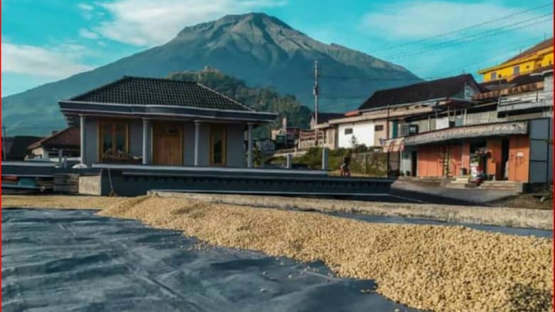 Sensasi Menikmati Kopi Arabika di Lembah Sumbing-Sindoro, Jadi Penghangat di Tengah Dinginnya Udara Pegunungan