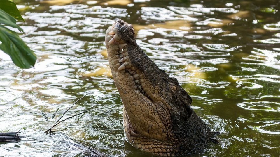 Bukan dengan Manusia, Pria ini Buka Puasa Bersama dengan Buaya