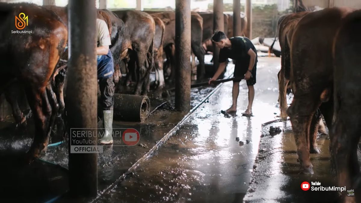 Tak Kenal Gengsi, Perempuan 20 Tahun Ini Sukses Jadi Juragan Sapi dan Raup Omzet Ratusan Juta