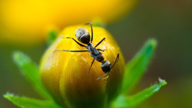 Cara Mengusir Semut Hitam Efektif, Gunakan Bedak Bayi hingga Air Lemon