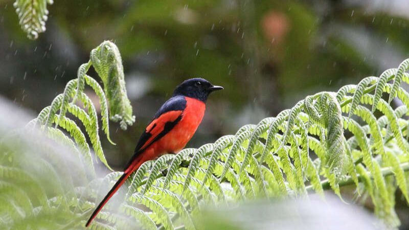 Mitos Burung Mantenan, Dianggap Membawa Keberuntungan