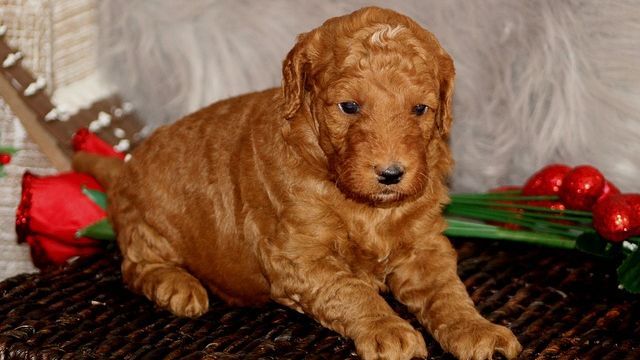 1 Mei Hari Anjing Doodle Internasional, Ketahui Sejarah dan Keunikannya