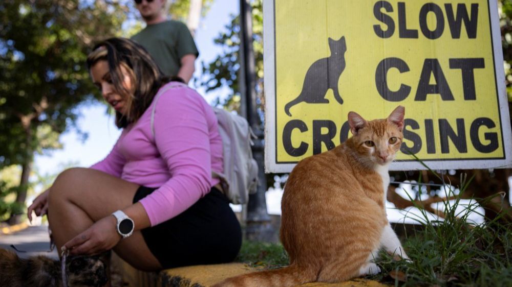 FOTO: Potret Ratusan Kucing Lucu di Distrik Bersejarah Puerto Rico, Menyenangkan di Mata Warga, Namun Dinilai Mengganggu oleh Pemerintah