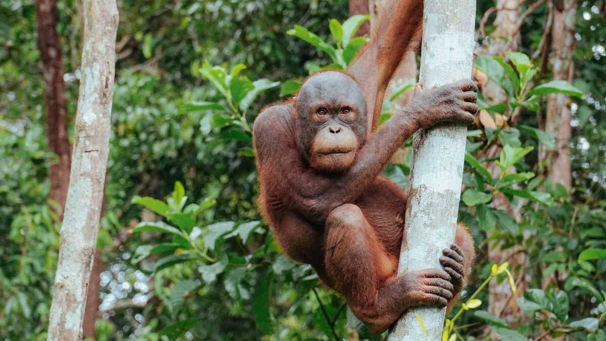 Platform Kitabisa Punya Program Konservasi Orangutan