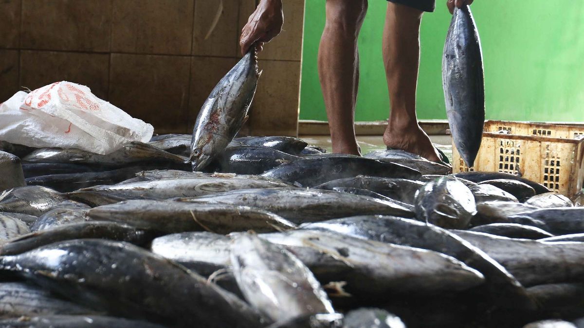 Dulunya Pengemis dan Suka Mabuk, Pria ini Tobat Kini Bisnis Ikan Cakalang Omsetnya Puluhan Juta Rupiah