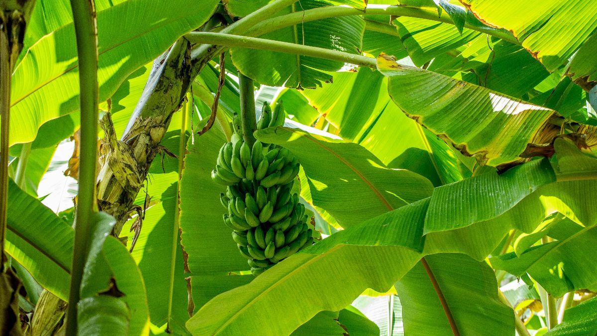 Cerita Petani Pisang Pernah Sedekahkan Hasil Panen Sebanyak 1 Ton, Ternyata Jadi Jalan Pembuka Rezeki